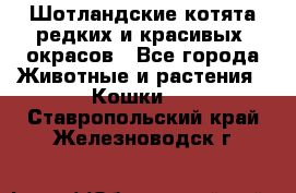 Шотландские котята редких и красивых  окрасов - Все города Животные и растения » Кошки   . Ставропольский край,Железноводск г.